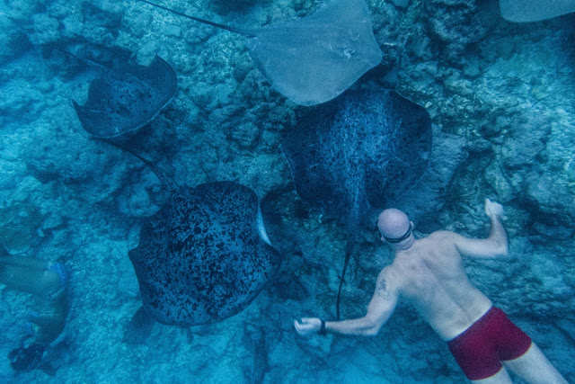 Freediving Safari -  Malediwy - Manty