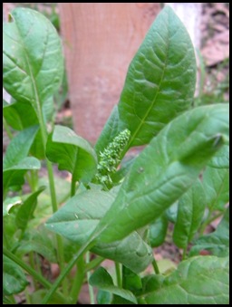 DSCN3787