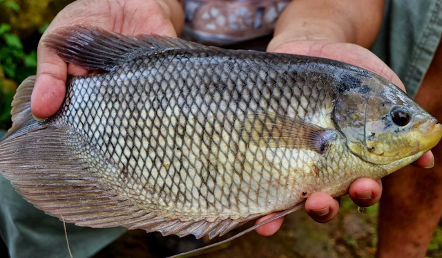 ternak ikan gurame