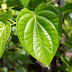 Benefits of Betel Leaf for Health and How to Use It