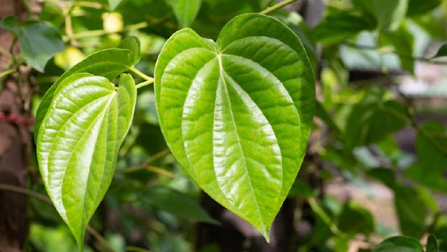 Benefits of Betel Leaf for Health and How to Use I