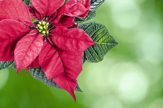 christmas-high-key-poinsettia-flower