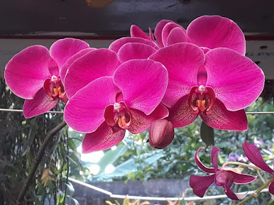 perawatan anggrek bulan,Phalaenopsis