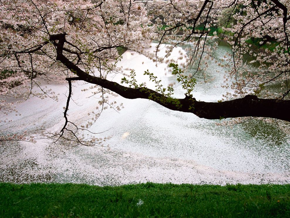 cherry tree drawing in blossom. cherry tree branch silhouette.