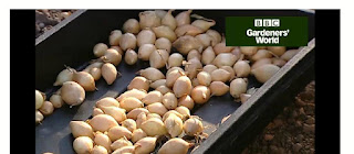 http://www.gardenersworld.com/how-to/grow-plants/how-to-grow-overwintering-onions/