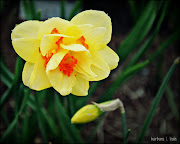 Sharing the Bridge of Flowers… (bridgeofflowers pic)