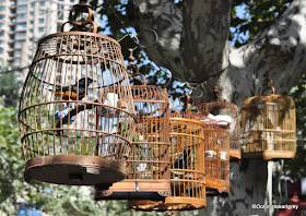 Birds hanging out, Shanghai, China