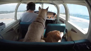 My mutt and my Labrador squeezed into the back seat of a Mooney M20E, holding short ready to depart on a cross-country adventure