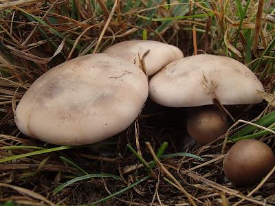 zespół pałacowy w Kurozwękach, hodowla bizonów, grzyby 2018, grzyby w listopadzie, grzyby na Ponidziu, grzyby nadrzewne, grzyby zimowe, boczniak ostrygowaty, gąsówka dwubarwna