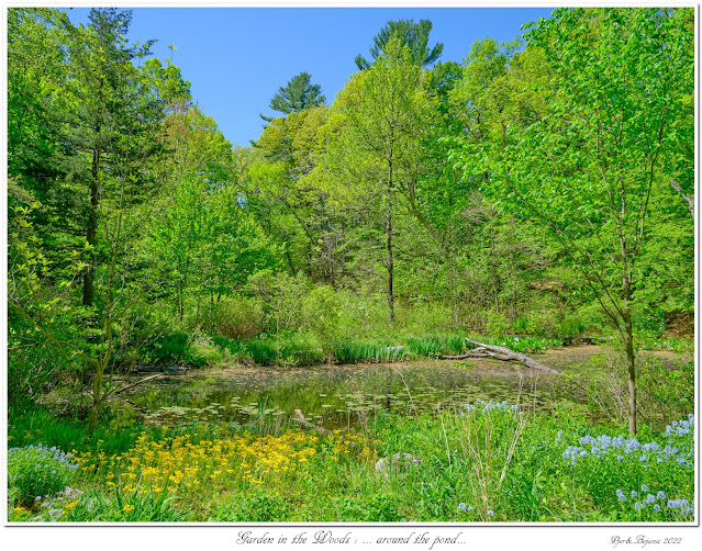 Garden in the Woods: ... around the pond...