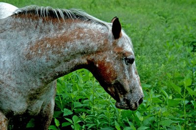 Cosmos wishes that her master would bush hog the field more often, LOL