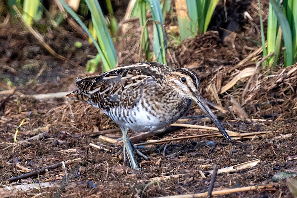 Snipe