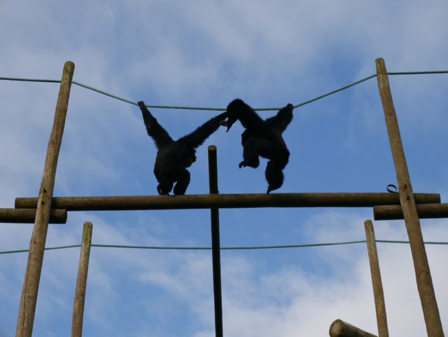 South Lakes Safari Zoo siamang 