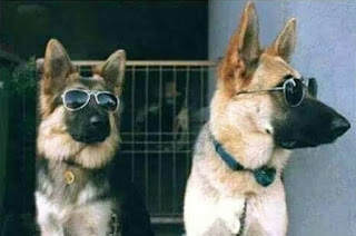 COOL DOGS WITH SUNGLASSES