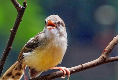 Suara Burung Prenjak Pikatan Mp3 Lengkap Berkualitas