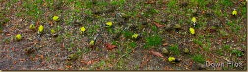 yard birding_003
