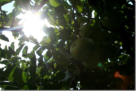 ApplePicking2009-45