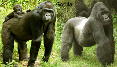 gorilla