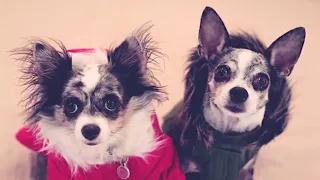 How to choose clothes for dogs