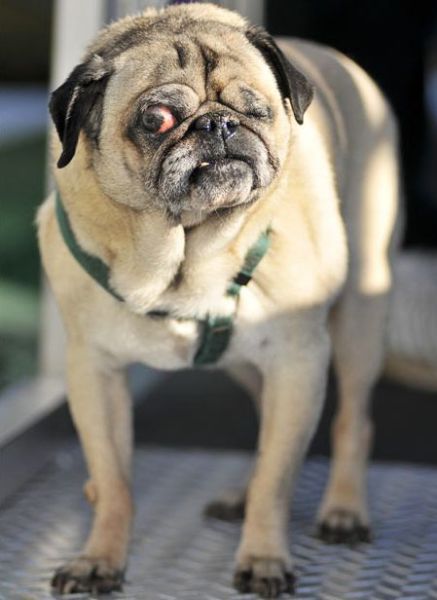 The Ugliest Dog Contest 2010