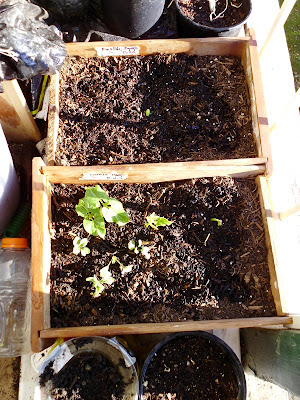 Desk Drawer Garden Plants