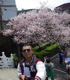 Tianyuan Temple cherry blossom