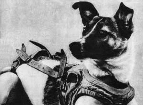 Laika The First Animal Launched Into Orbit