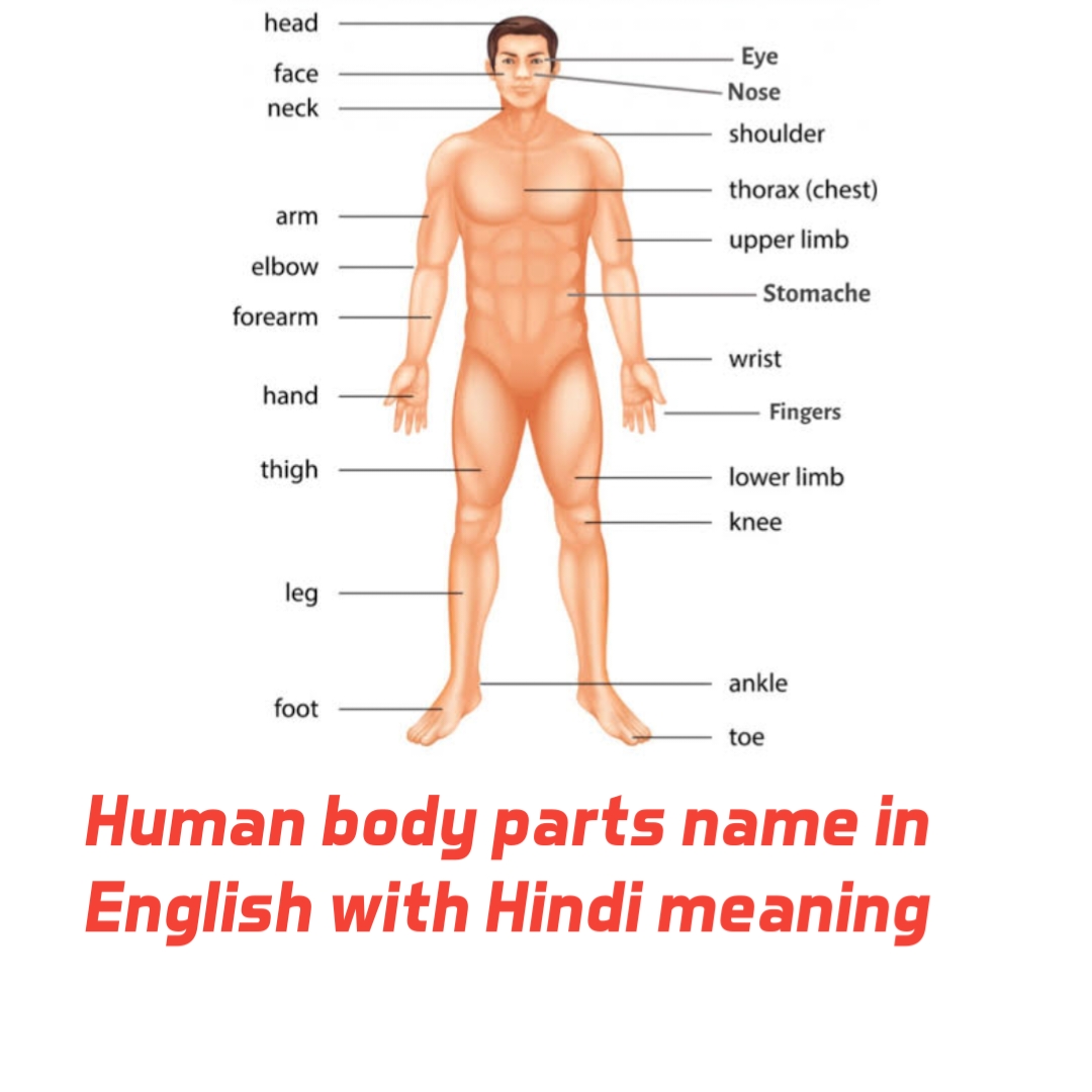 100 Body Parts Name in Hindi and English pdf |  Human body Parts Name with picture in English pdf download Free
