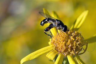 Para ampliar Syritta pipiens (Mosca cernidora) hacer clic