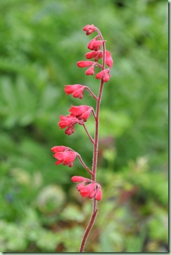 Heuchera sanguinea 'Leuchtkäfer'