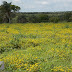 FIQUE SABENDO! / Primavera começa hoje e terá chuvas atípicas