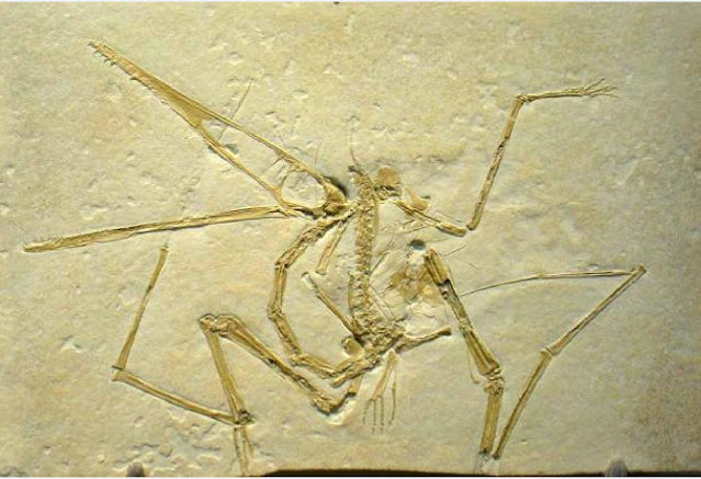 Это окаменелость летающего динозавра Pterodactylus antiquus
