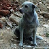 Έβαψαν σκυλίτσα με μπλε μπογιά στην Κρήτη