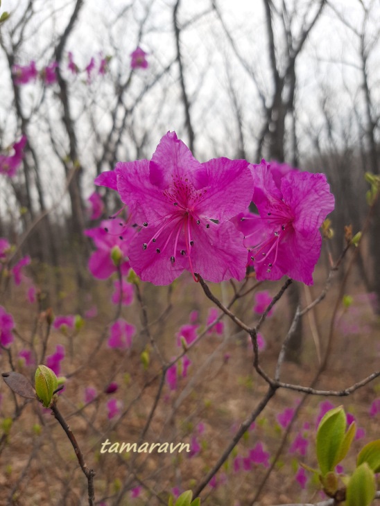 Рододендрон остроконечный (Rhododendron mucronulatum)