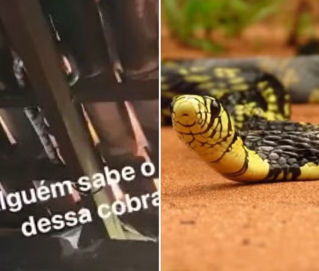 Trabalhador rural encontra cobra em telhado e diz que vai deixá-la para comer morcegos: 'Isso aqui resolve'