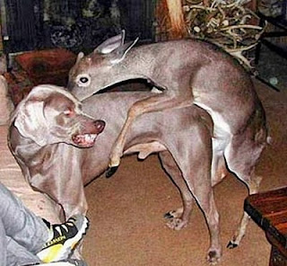 funny animal sex - gambar hewan yang sedang berhubungan seks - munsypedia.blogspot.com