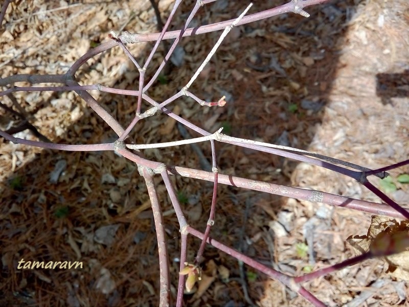 Клён ложнозибольдов (Acer pseudosieboldianum)