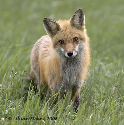 red fox sitting. I photographed this Red Fox in
