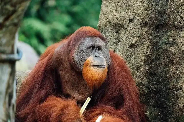 Revolucionario hallazgo científico revela similitudes asombrosas entre orangutanes y beatboxers: La capacidad de emitir dos tipos de sonidos simultáneamente abre nuevas perspectivas sobre la evolución del lenguaje humano y desafía las creencias sobre las habilidades vocales de los grandes simios