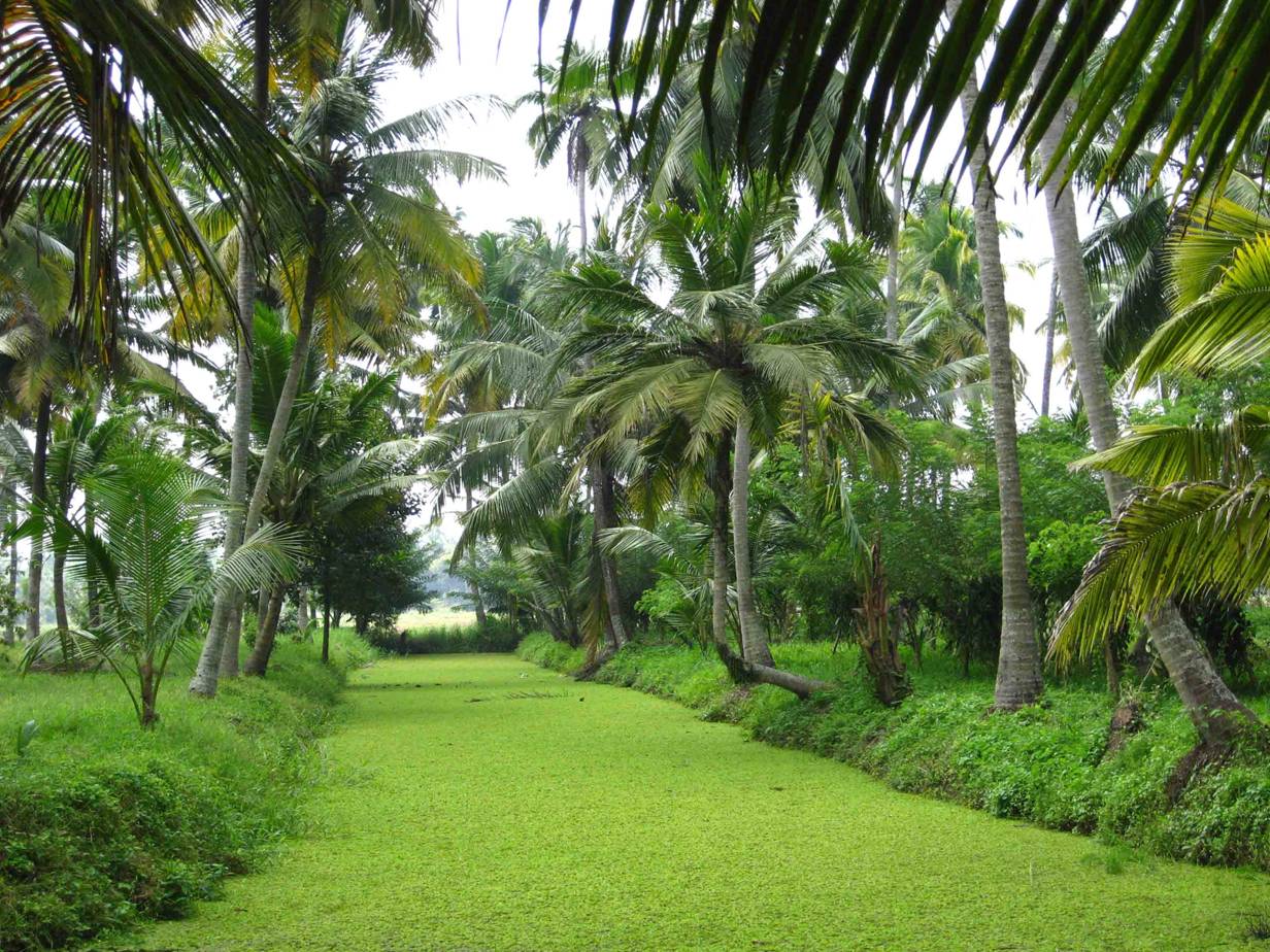 From Kumarakom,Kerala