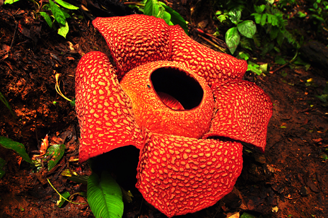 PENGETAHUAN TENTANG DUNIA FLORA DAN FAUNA Rafflesia  