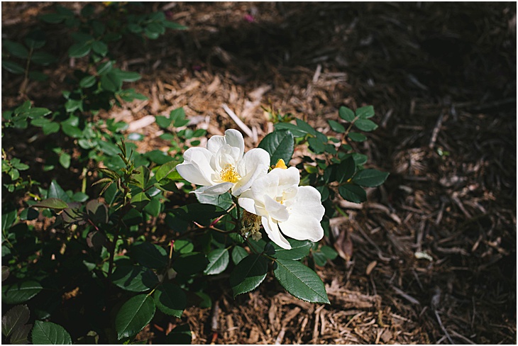 Sunday Roundup, 4