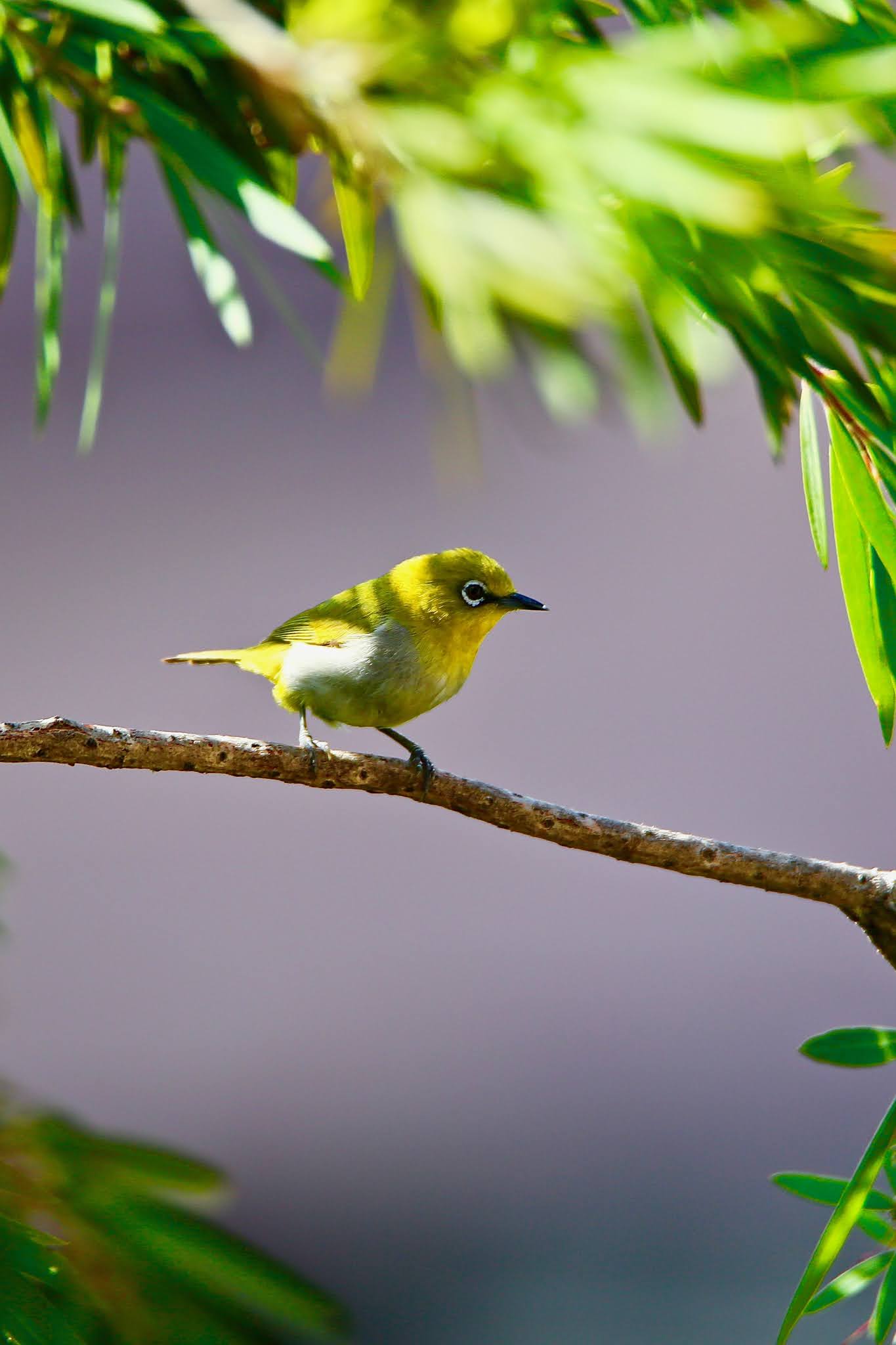 Indian White Eye bird large image, high resolution free