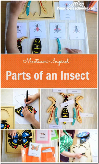 Parts of an Insect PIN