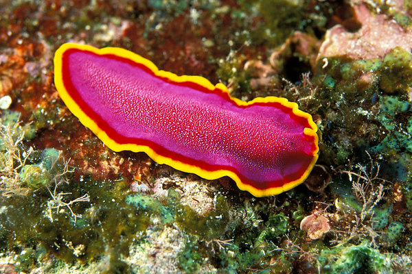 BELAJAR PLATYHELMINTHES 