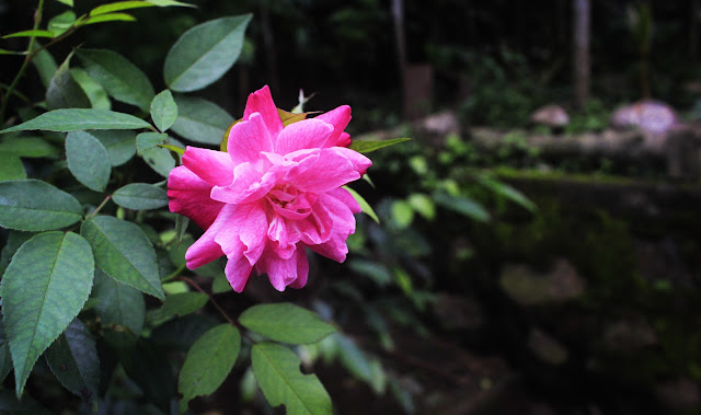 Foto Macro Bunga Mawar Dengan Camera Canon EOS 700D