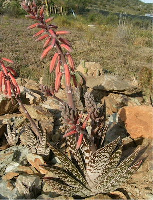 Aloe variegata