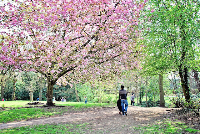 cherry blossoms