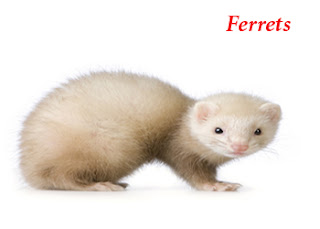 home pets - ferrets overview