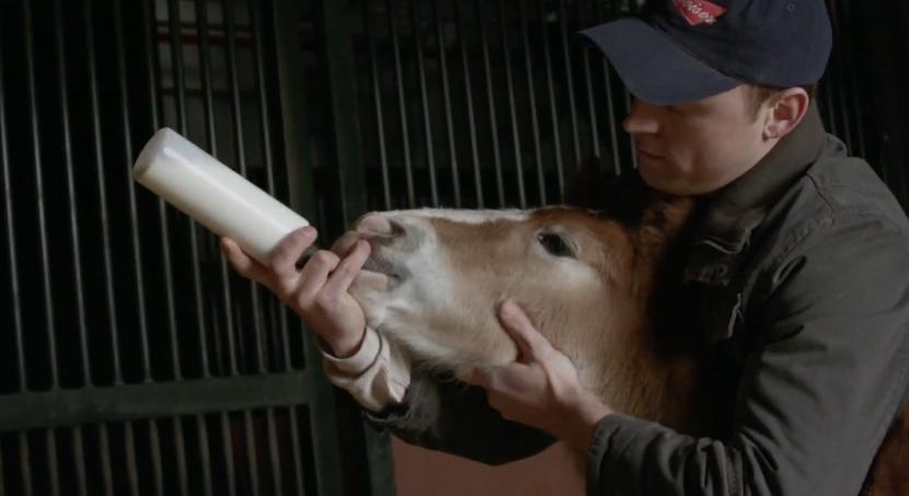 Clydesdales "Brotherhood" | 2013 Budweiser Super Bowl Ad